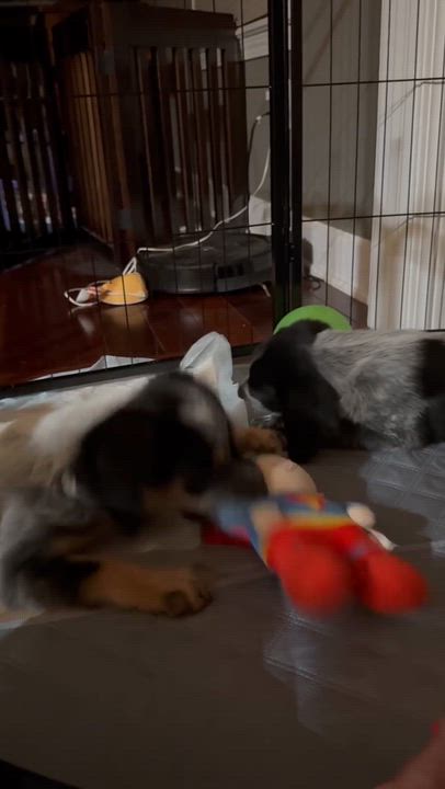 Enlarge Mia, an adopted mixed breed in Rochester, NY video 5/6