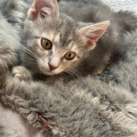 Laverne