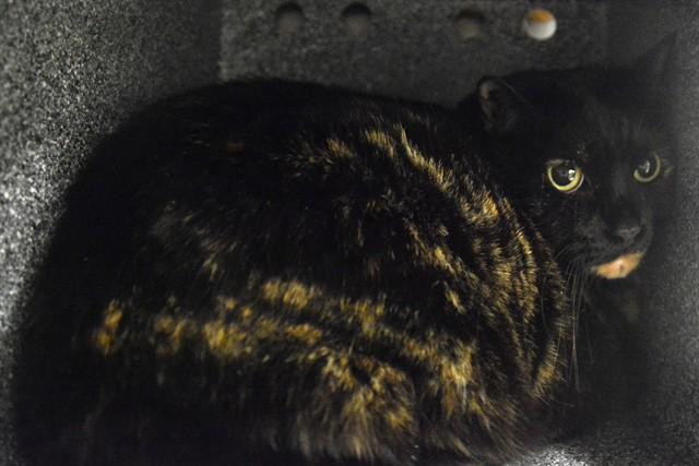 COCO, Adoptable, Adult Female Domestic Short Hair.