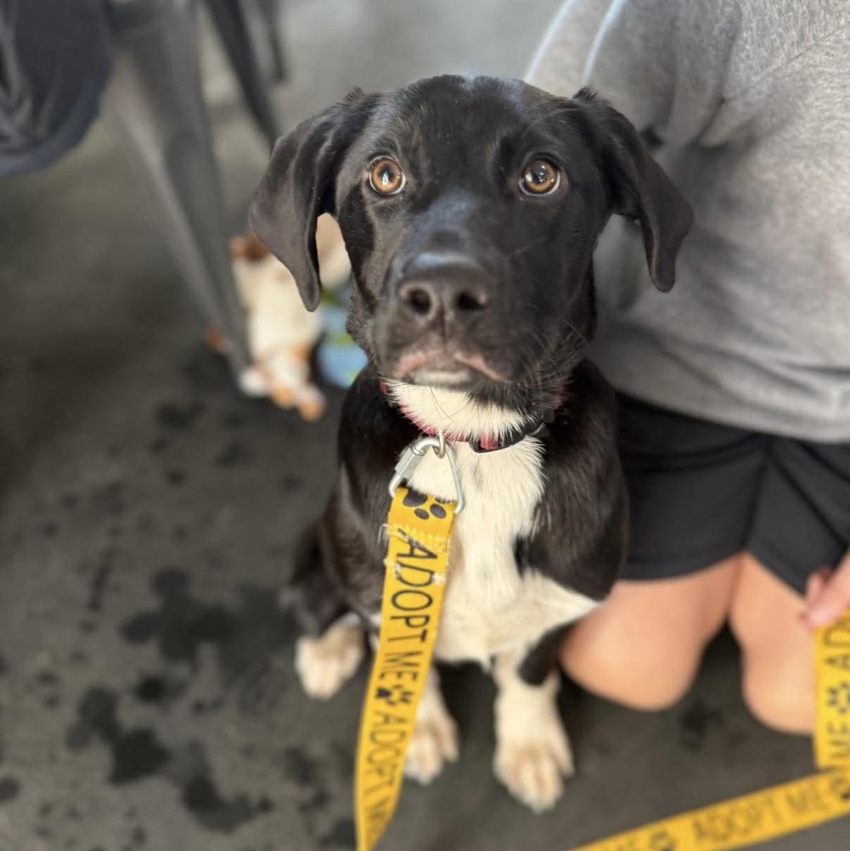 Enlarge Figgy, an adopted mixed breed in Bethlehem, PA image 2/3