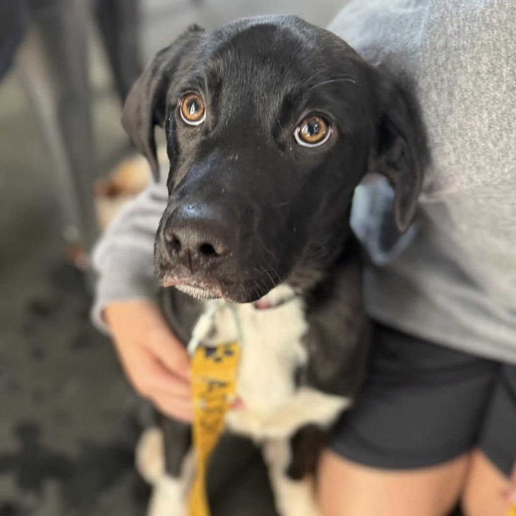 Enlarge Figgy, an adopted mixed breed in Bethlehem, PA image 3/3