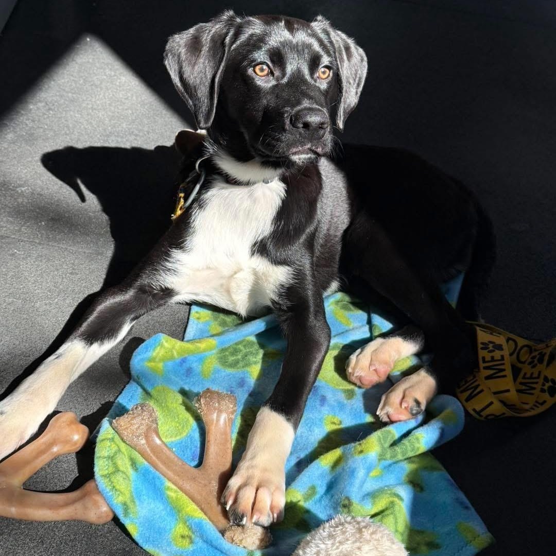 Figgy, adopted, Young Male Hound & Labrador Retriever.