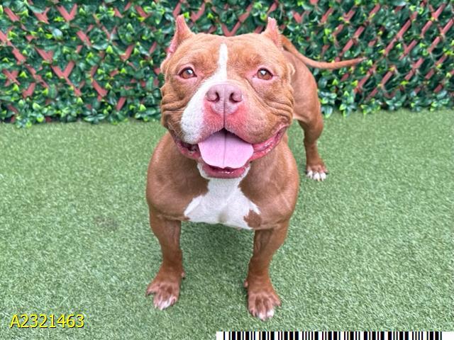 BIMINI, Adoptable, Adult Female Mixed Breed.