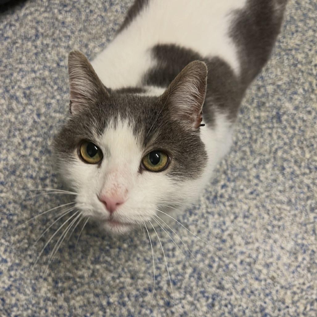 Meeka, Adoptable, Senior Male Domestic Long Hair.