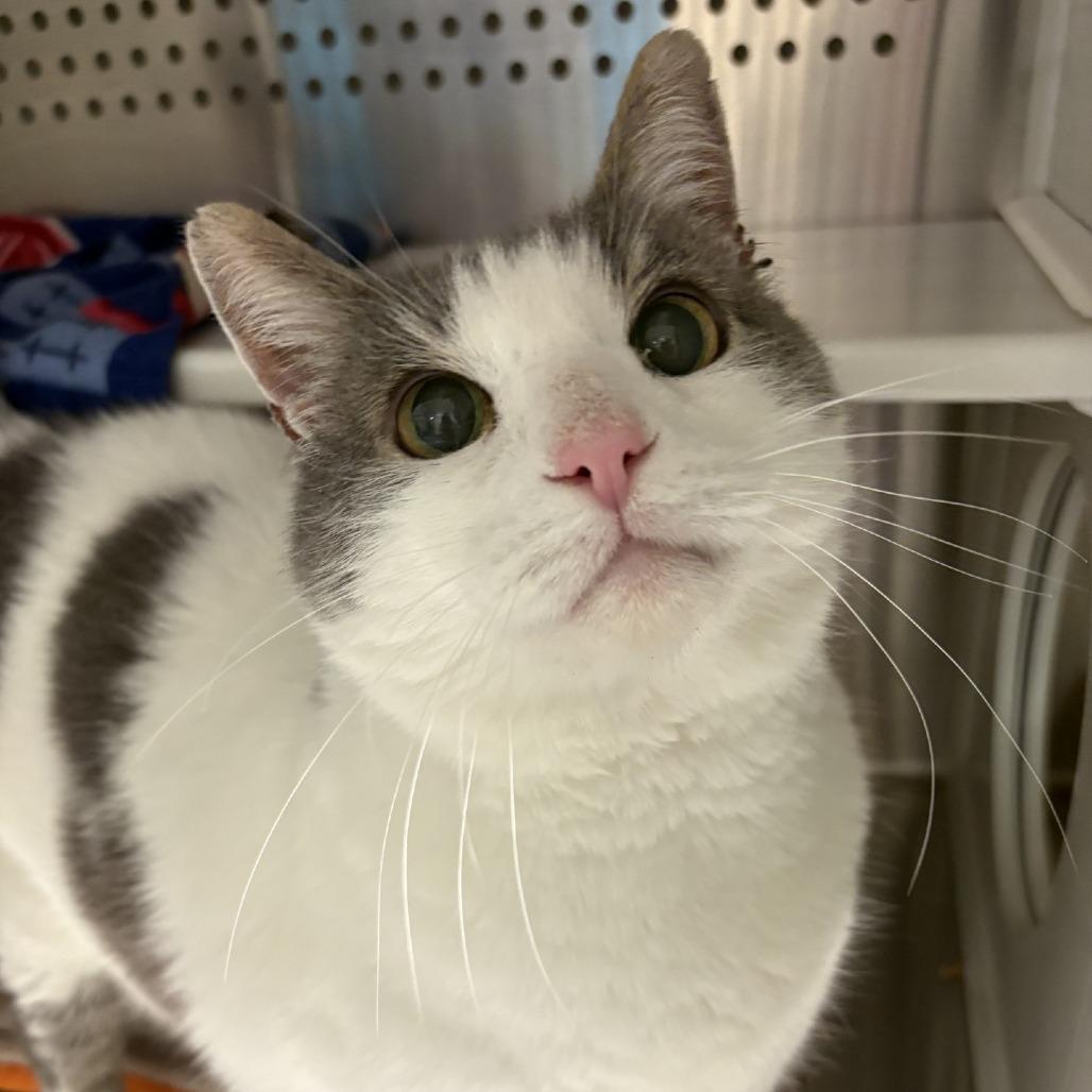 Meeka, Adoptable, Senior Male Domestic Long Hair.