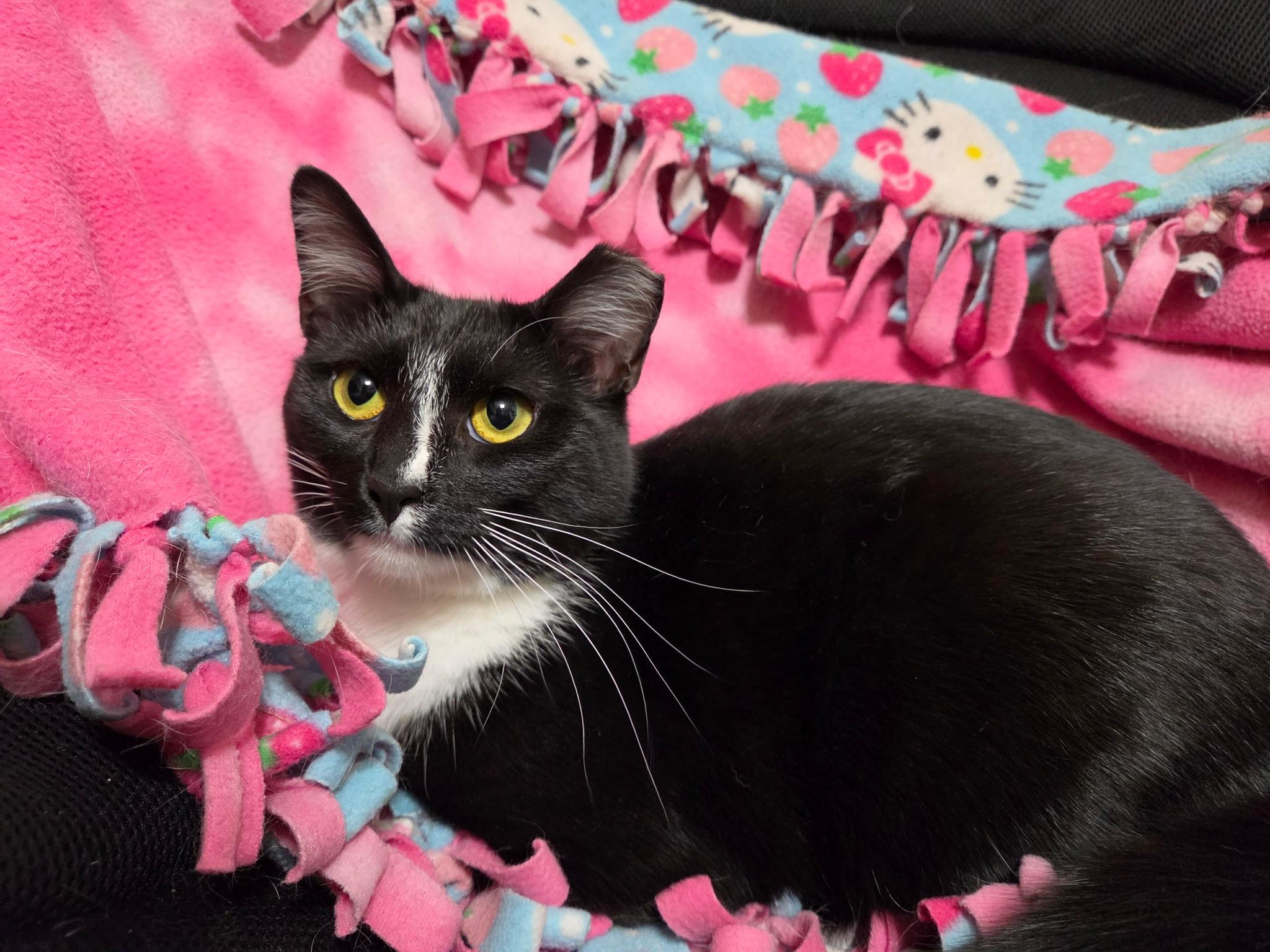 Enlarge Princess Donut, a Adoptable Domestic Short Hair in West Lafayette, IN image 3/6