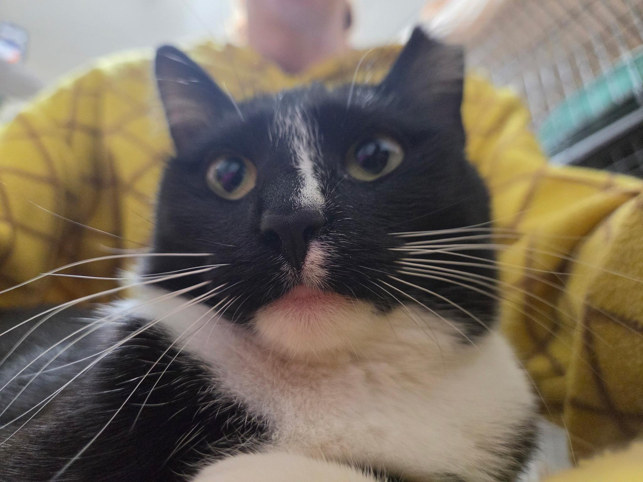 Enlarge Princess Donut, a Adoptable Domestic Short Hair in West Lafayette, IN image 5/6