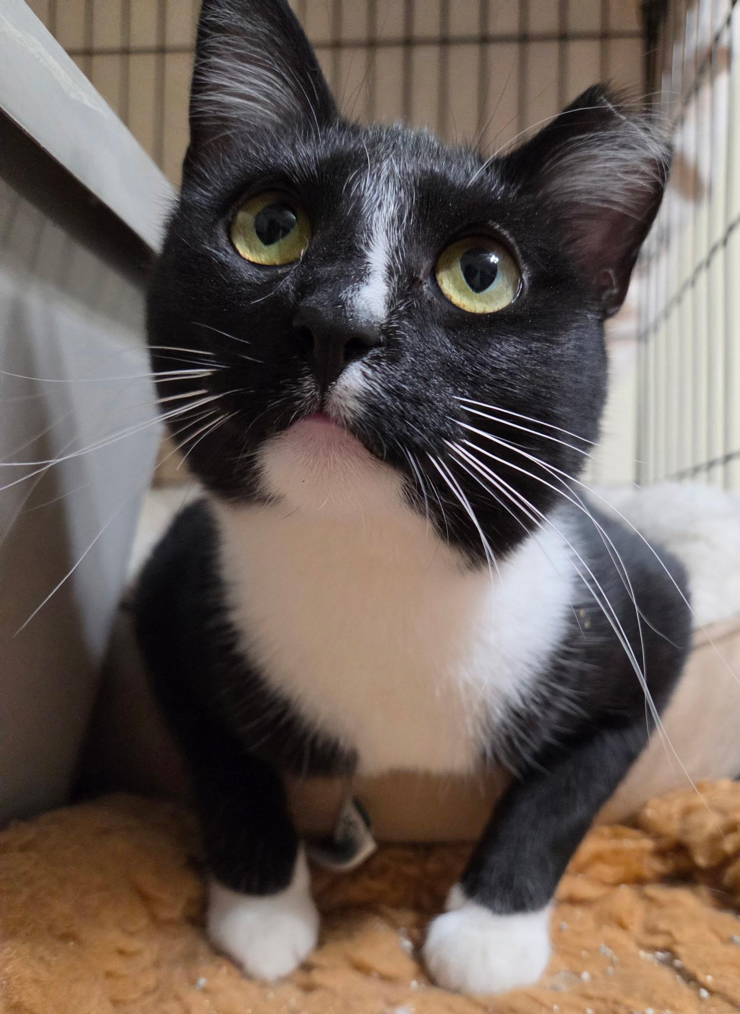 Princess Donut, Adoptable, Young Female Domestic Short Hair.