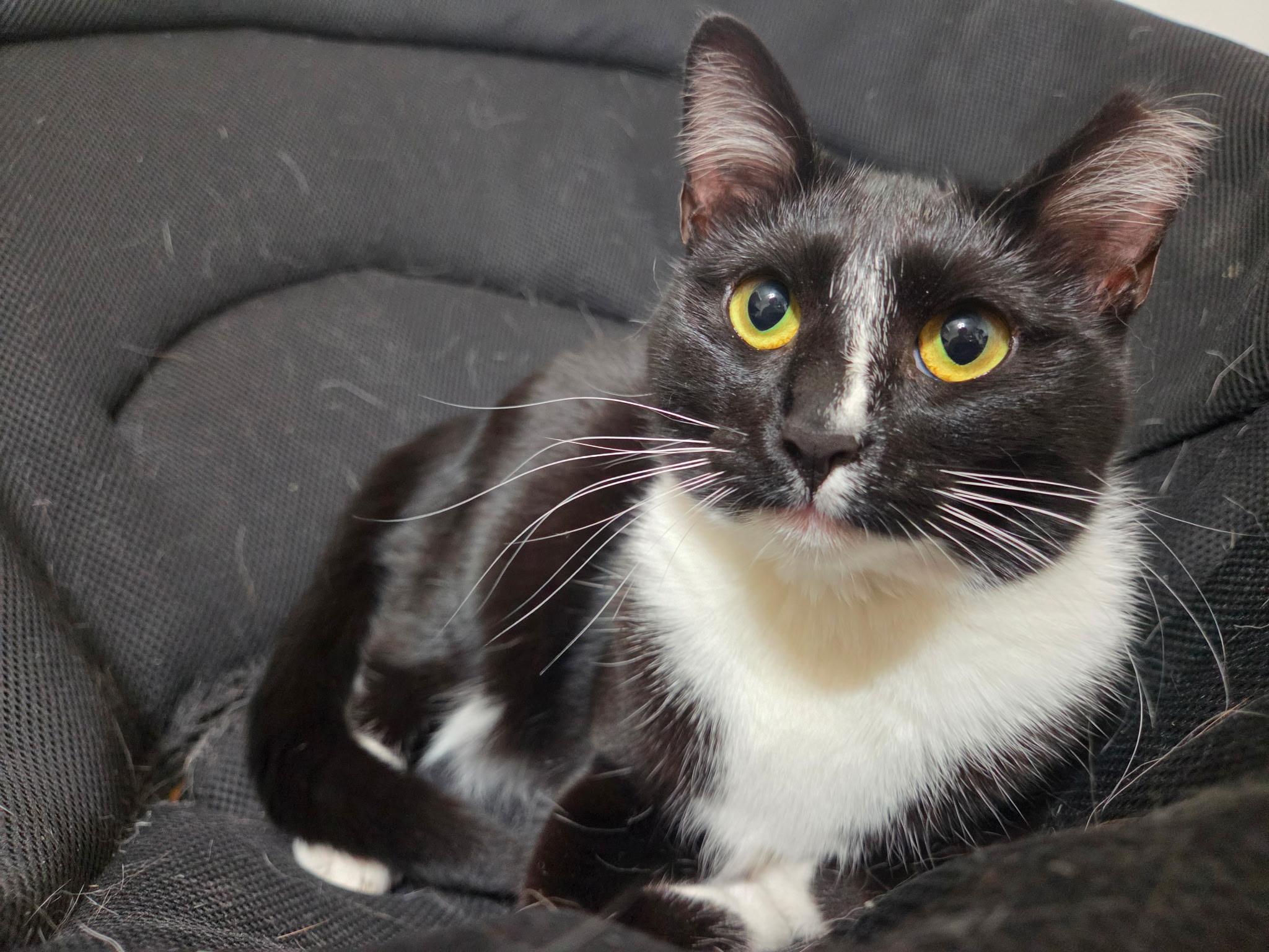 Enlarge Princess Donut, a Adoptable Domestic Short Hair in West Lafayette, IN image 4/6