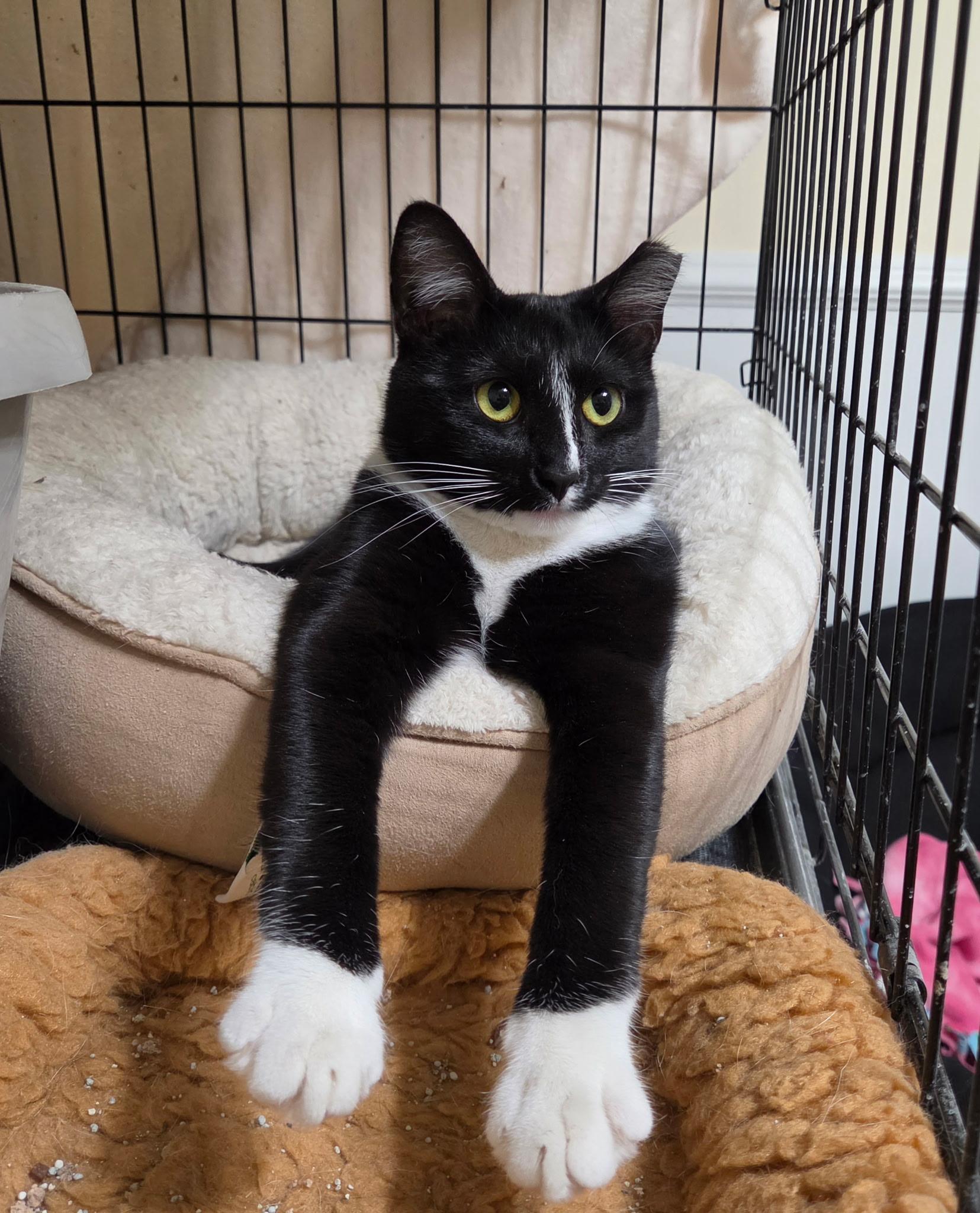 Enlarge Princess Donut, a Adoptable Domestic Short Hair in West Lafayette, IN image 2/6