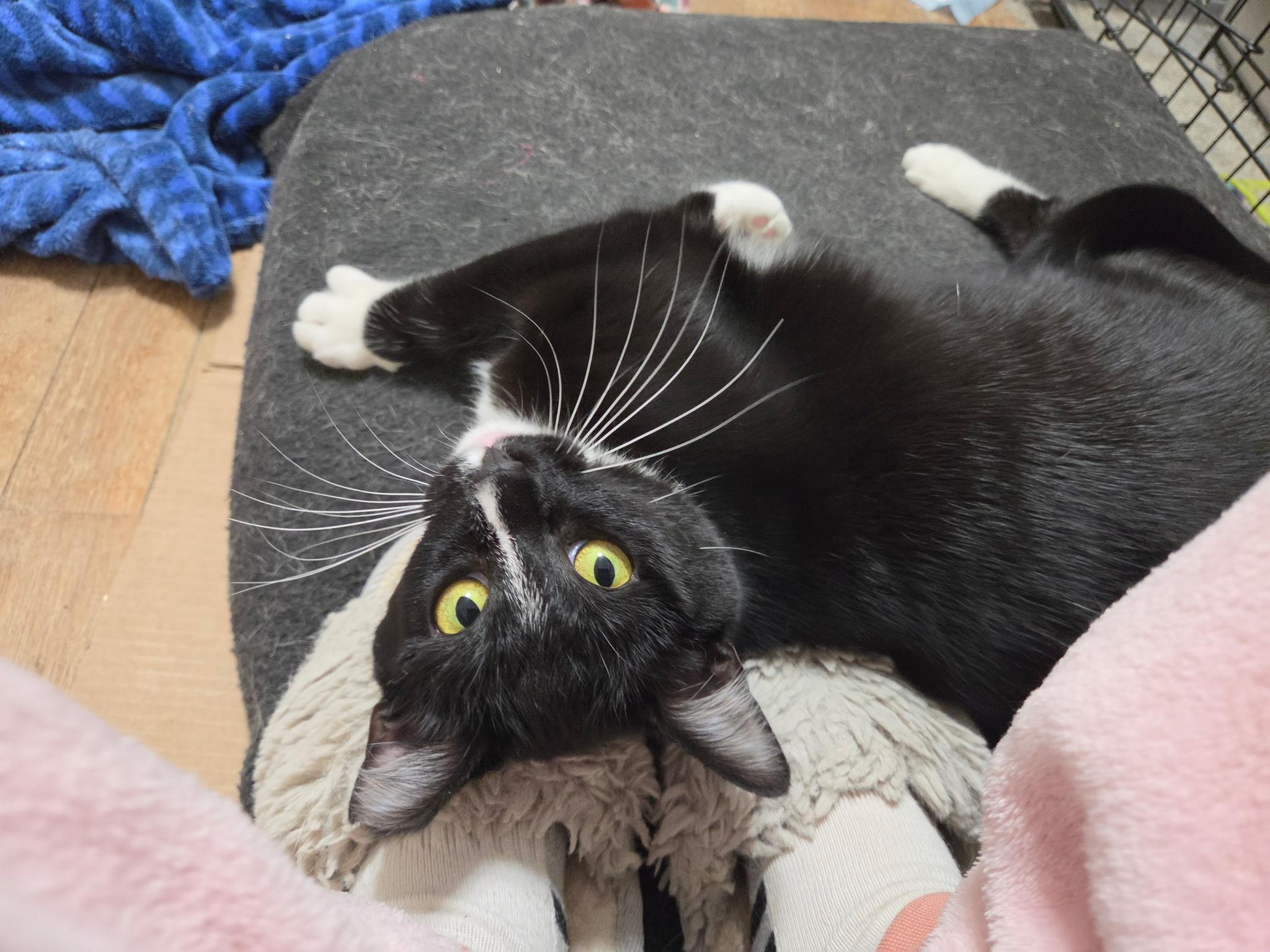 Enlarge Princess Donut, a Adoptable Domestic Short Hair in West Lafayette, IN image 6/6