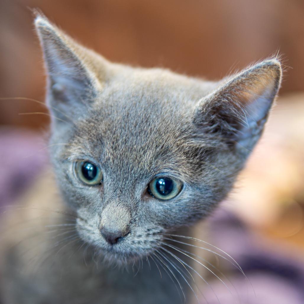 Enlarge Pebbles, a Adoptable Domestic Short Hair in Emporia, KS image 1/4