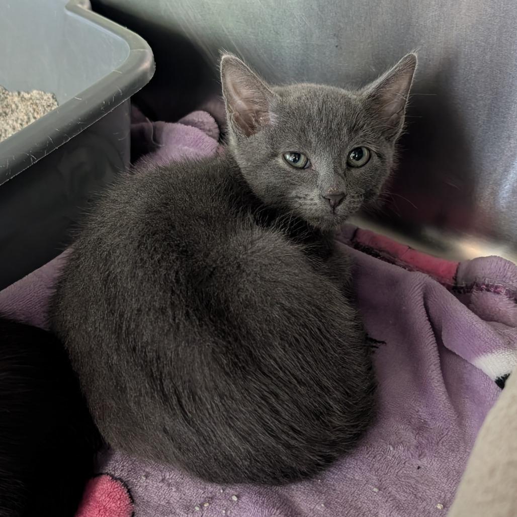 Enlarge Pebbles, a Adoptable Domestic Short Hair in Emporia, KS image 2/4