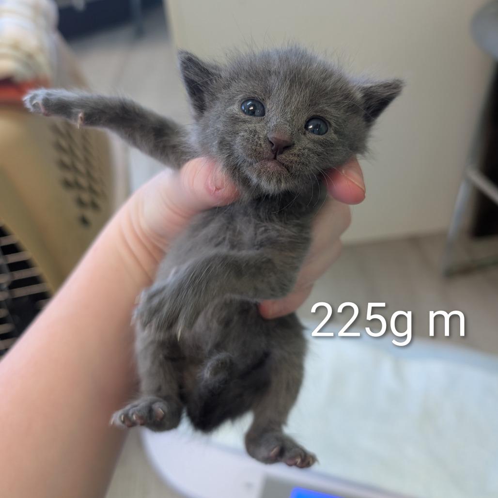 Enlarge Pebbles, a Adoptable Domestic Short Hair in Emporia, KS image 3/4