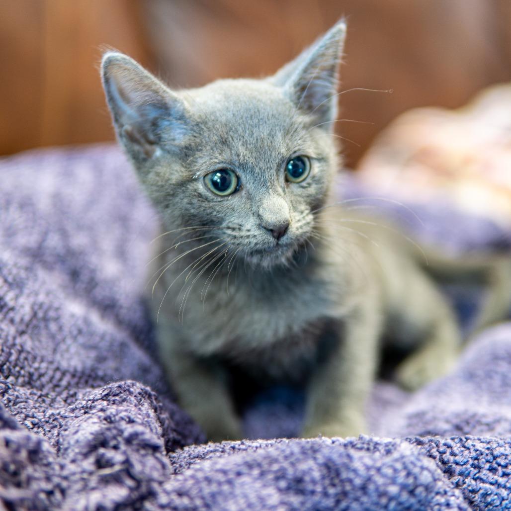 Enlarge Pebbles, a Adoptable Domestic Short Hair in Emporia, KS image 4/4