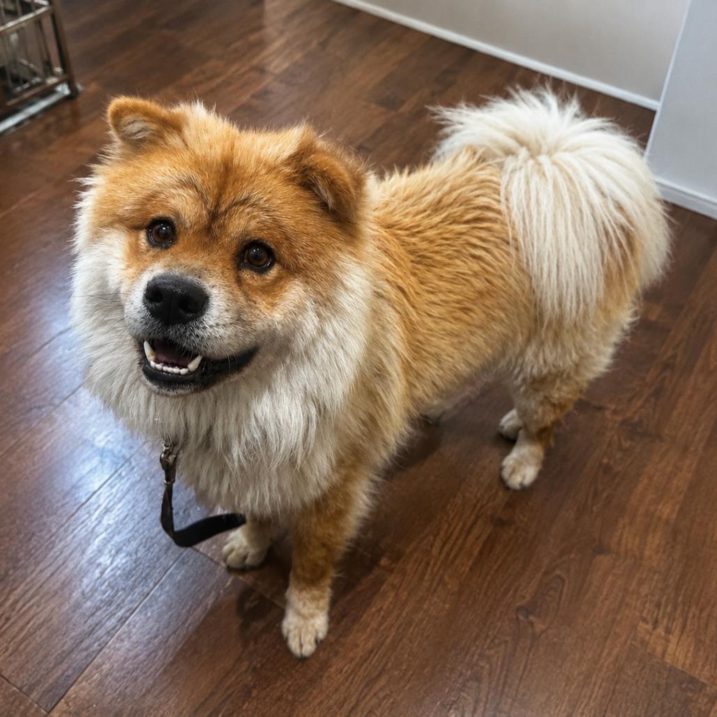 Kebo, a Adoptable Chow Chow in Wichita, KS image 2/5