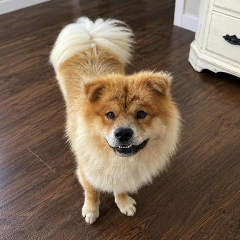 Kebo, a Adoptable Chow Chow in Wichita, KS image 3/5