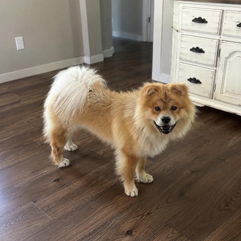Kebo, a Adoptable Chow Chow in Wichita, KS image 5/5