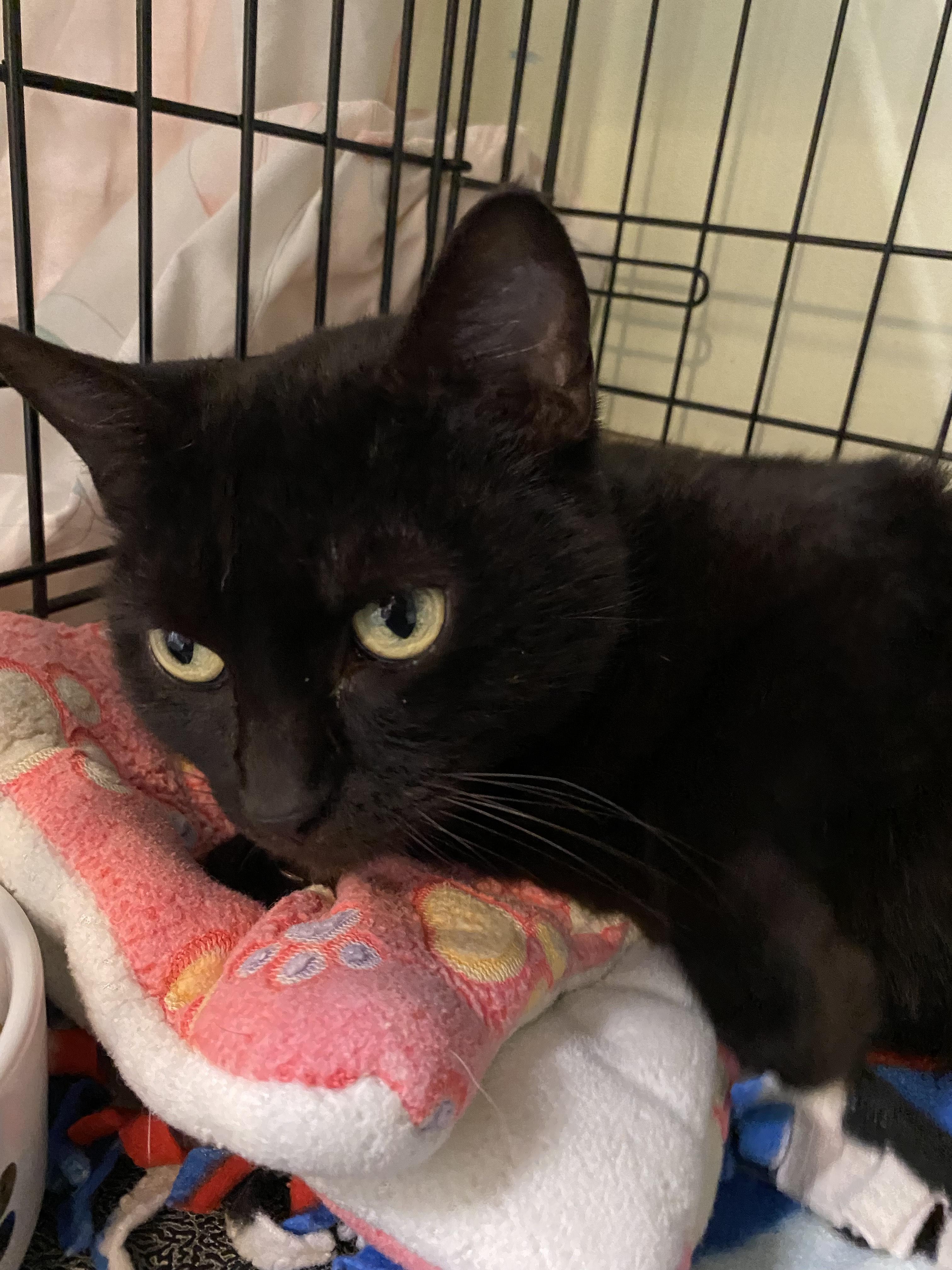 Enlarge Lilac, a Adopted Domestic Short Hair in Cape May, NJ image 1/1