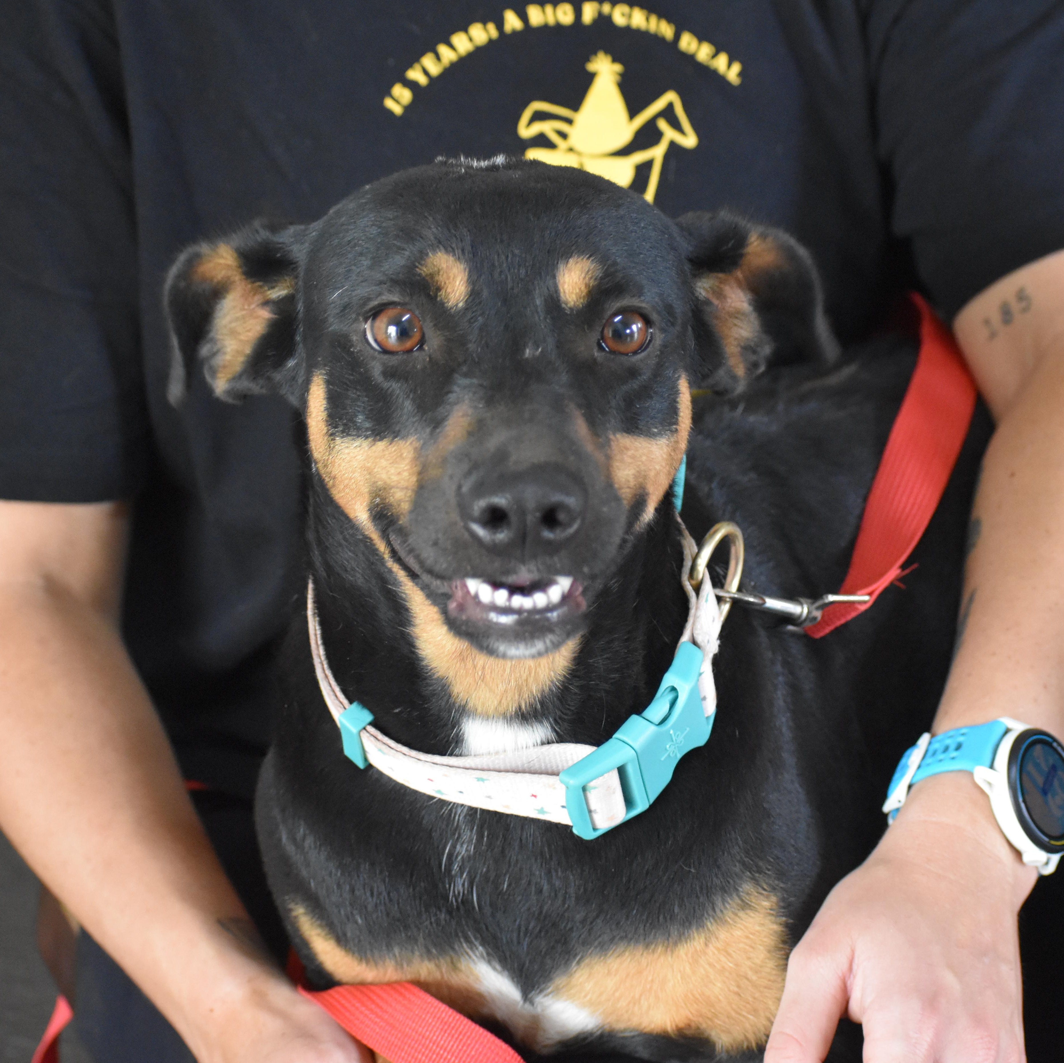 Enlarge Dominica, a ADOPTABLE Miniature Pinscher in Brooklyn, NY image 2/3