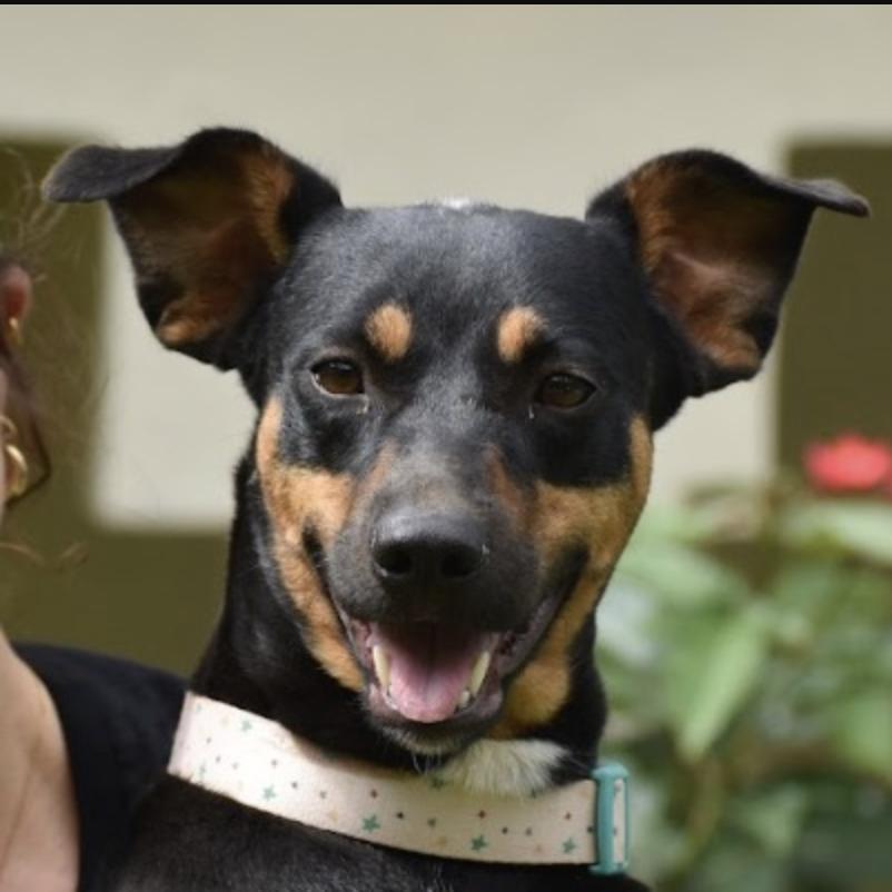 Dominica, ADOPTABLE, Adult Female Miniature Pinscher.