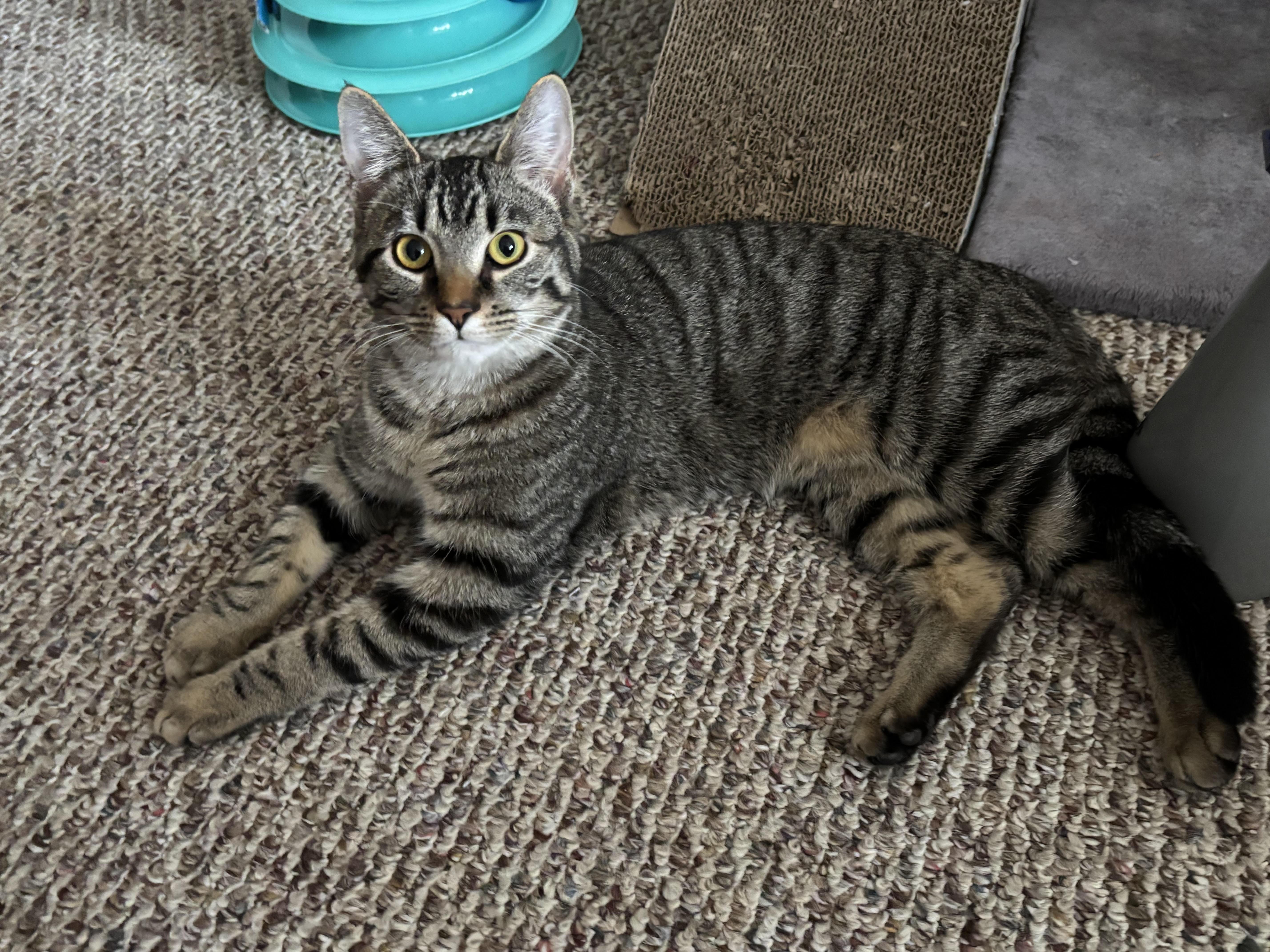 Enlarge Christina, a ADOPTABLE Domestic Short Hair in Johnstown, PA image 1/1