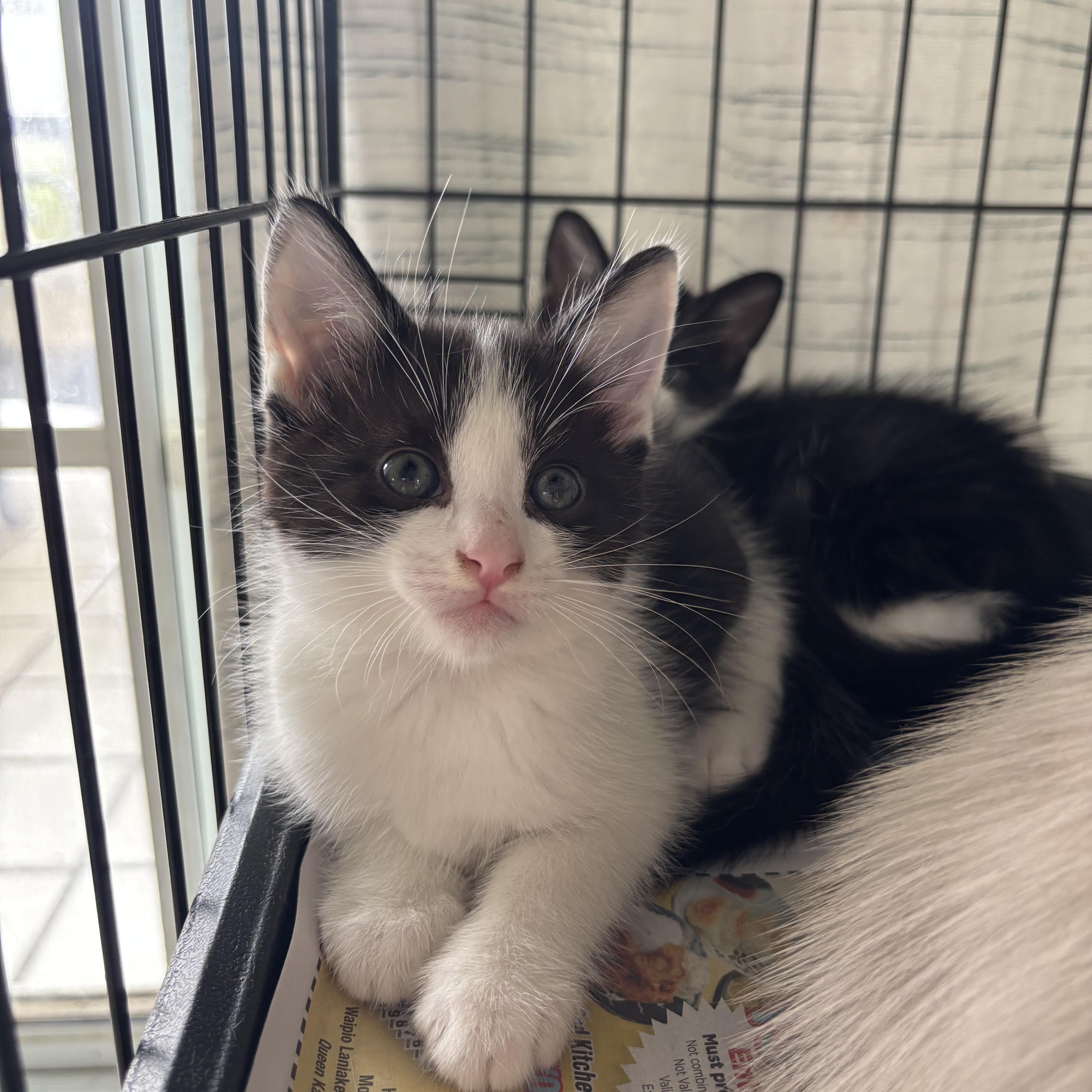 Peter, a Adoptable Domestic Medium Hair in Ewa Beach, HI image 4/5