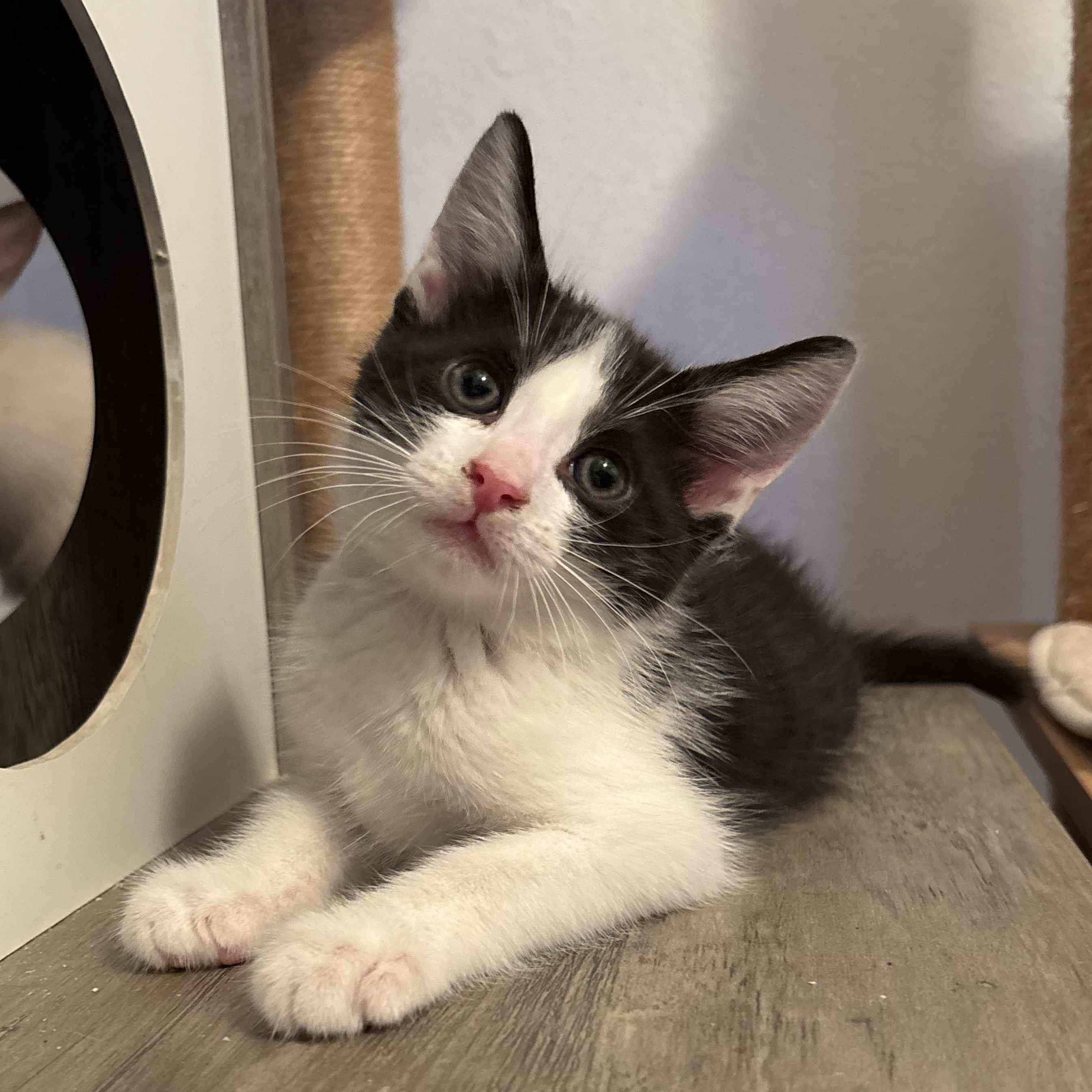 Peter, Adoptable, Kitten Male Domestic Medium Hair.