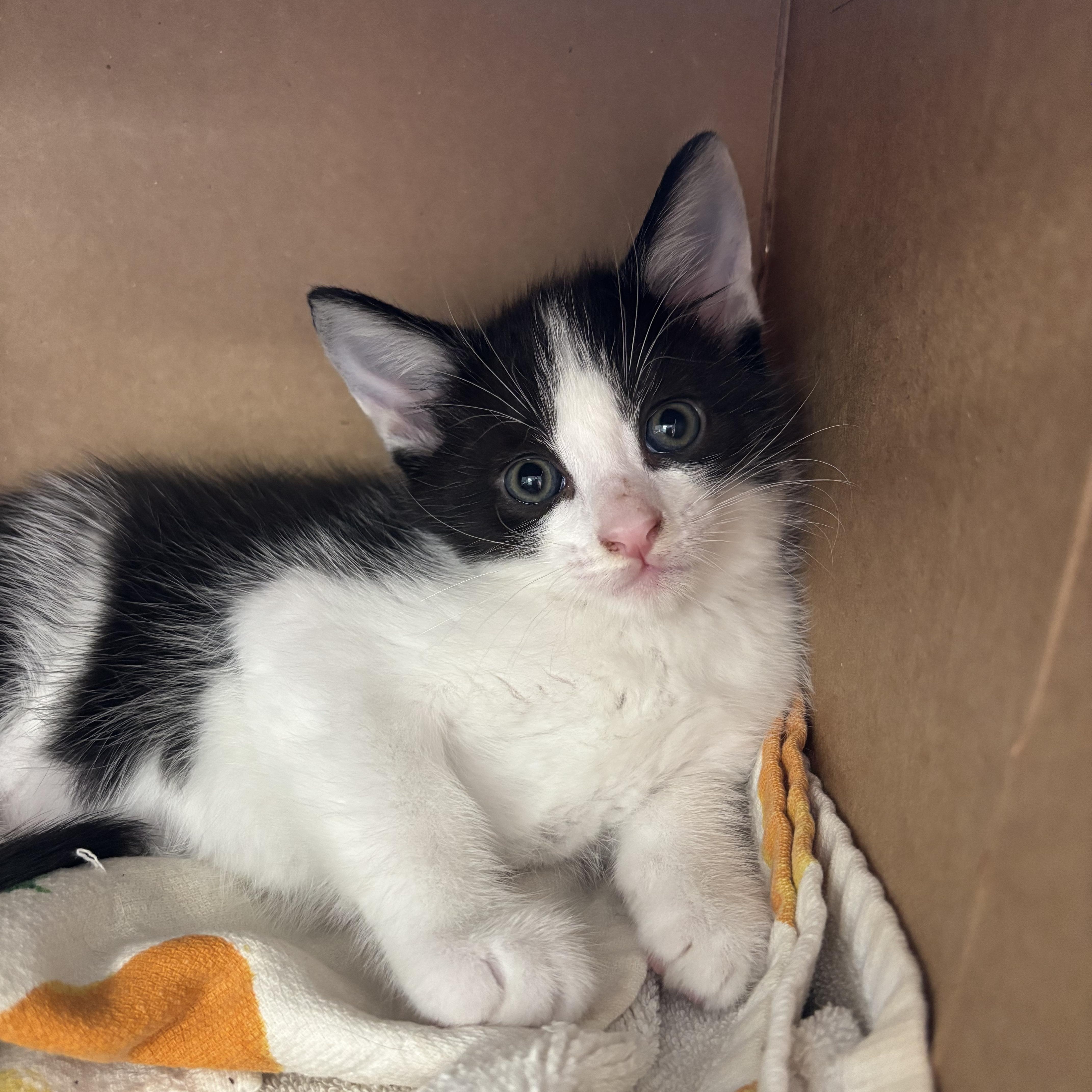 Peter, a Adoptable Domestic Medium Hair in Ewa Beach, HI image 2/5