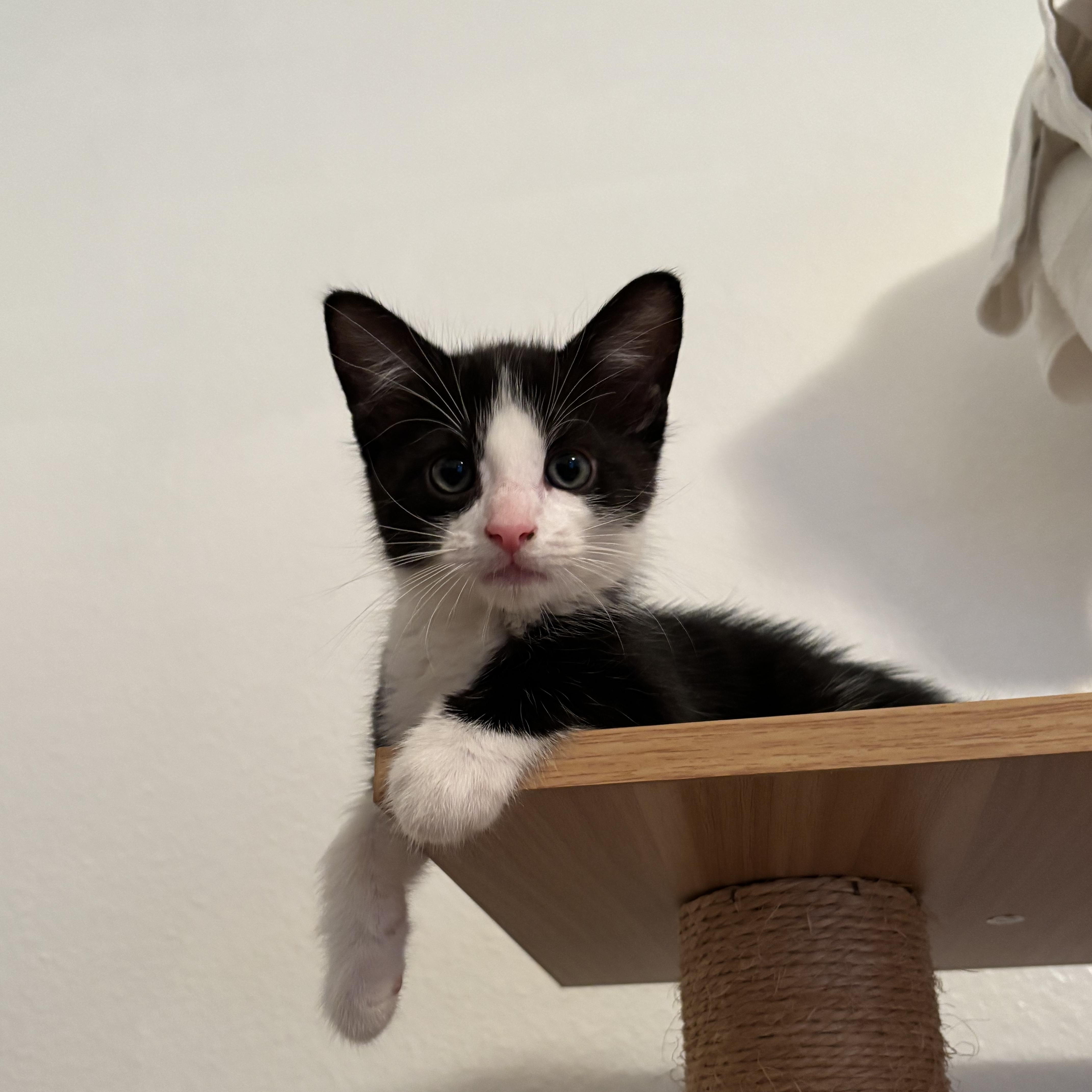 Peter, a Adoptable Domestic Medium Hair in Ewa Beach, HI image 5/5