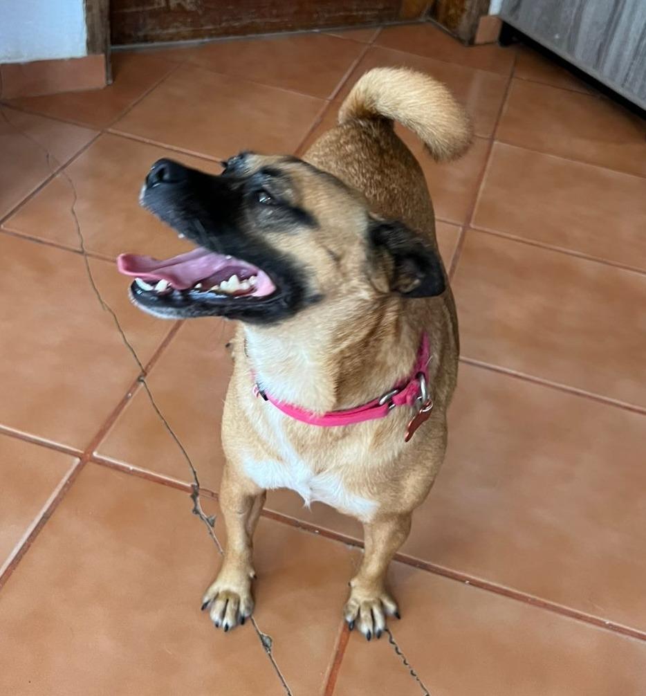 Enlarge Tita, a Adoptable mixed breed in Corral del Risco, NAY image 1/2