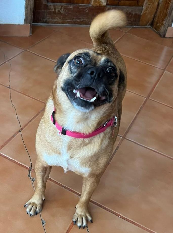 Enlarge Tita, a Adoptable mixed breed in Corral del Risco, NAY image 2/2