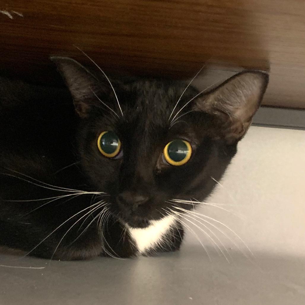 Rubina, Adoptable, Young Female Domestic Short Hair.