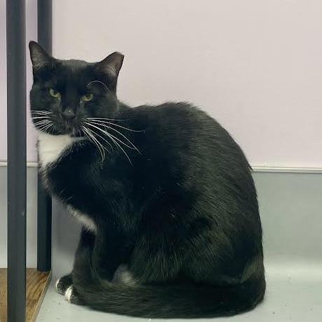 Enlarge Rubina, a Adoptable Domestic Short Hair in Boston, MA image 2/2