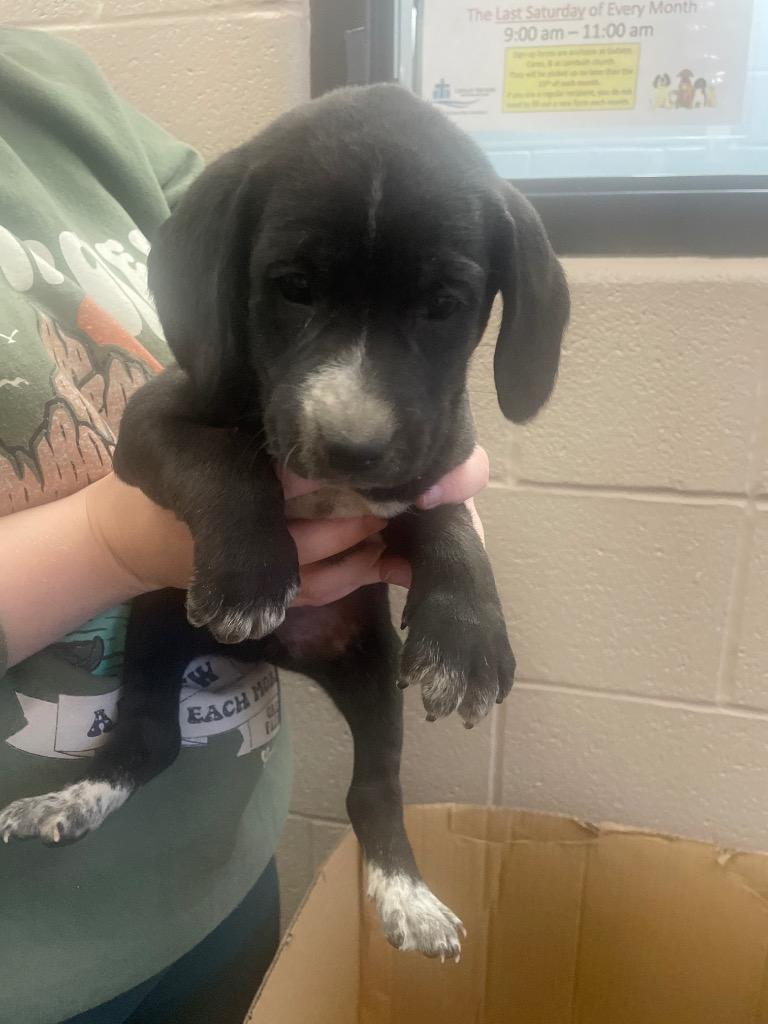 Savannah, Adoptable, Puppy Female Mixed Breed.