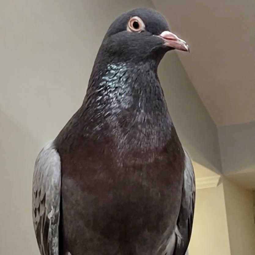 Talos, an adopted Pigeon in Chicago, IL image 2/3