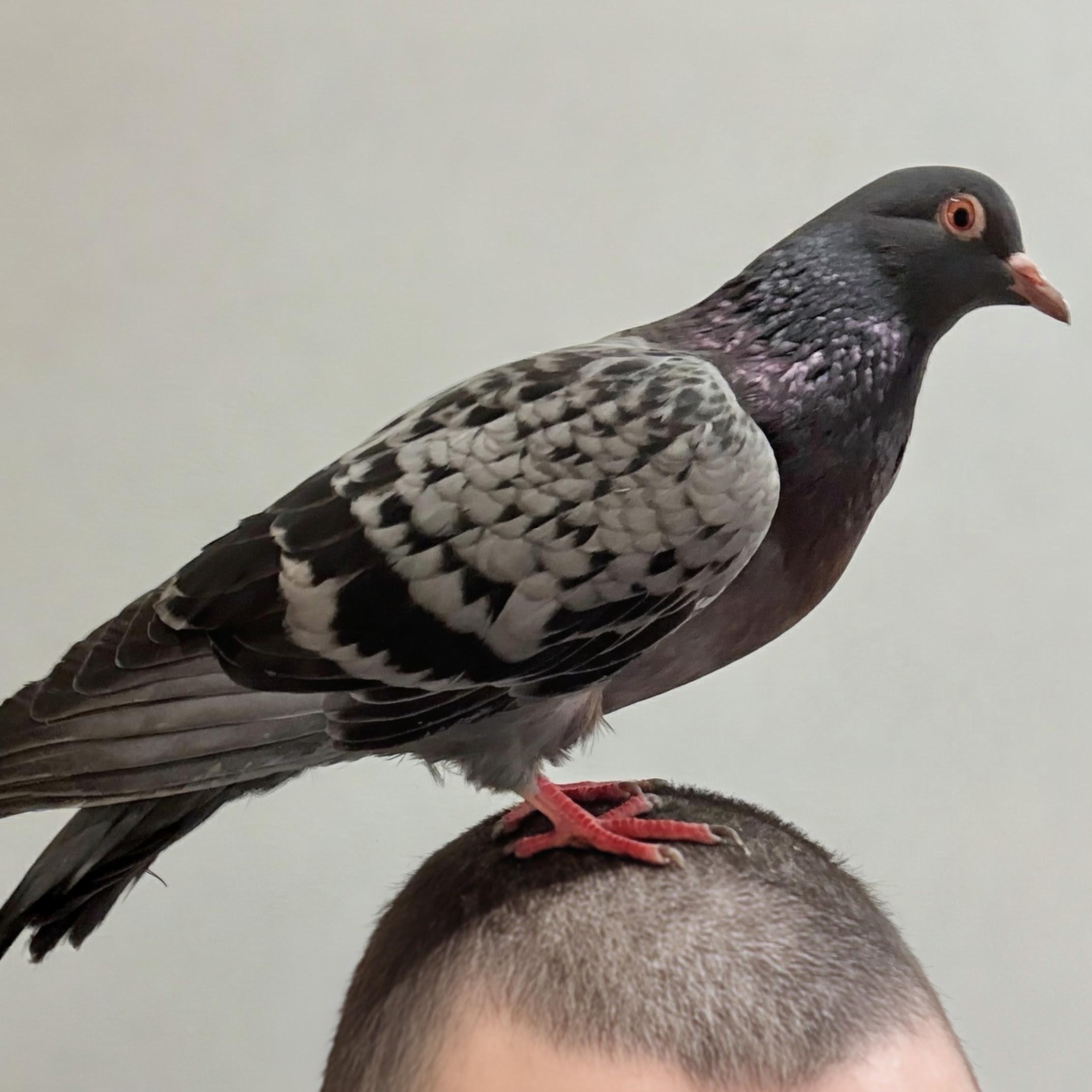 Talos, adopted, Young Unknown Pigeon.