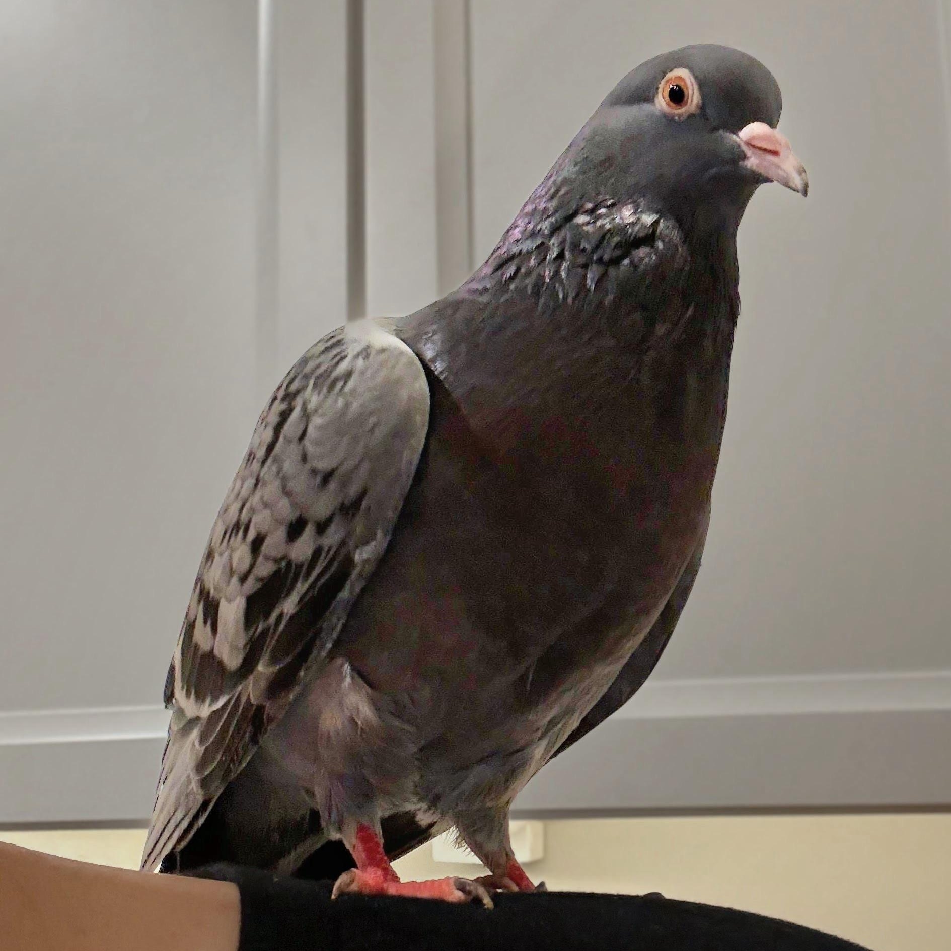 Talos, an adopted Pigeon in Chicago, IL image 3/3