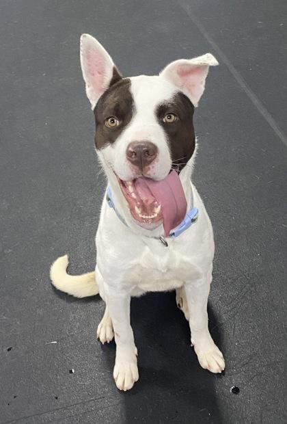 Lucky, ADOPTABLE, Young Female Pit Bull Terrier.