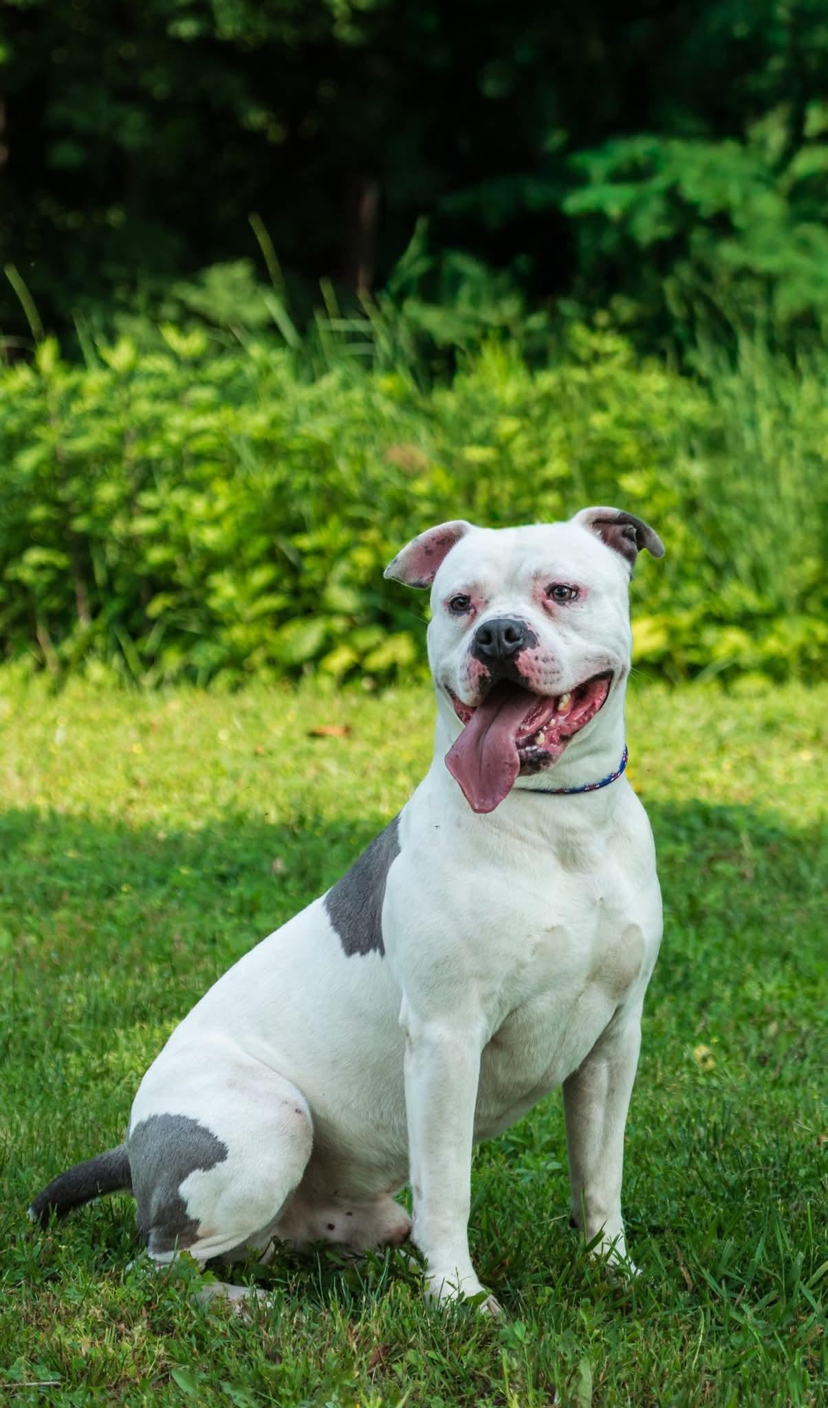 Boone, Adopted, Adult Male American Bulldog.