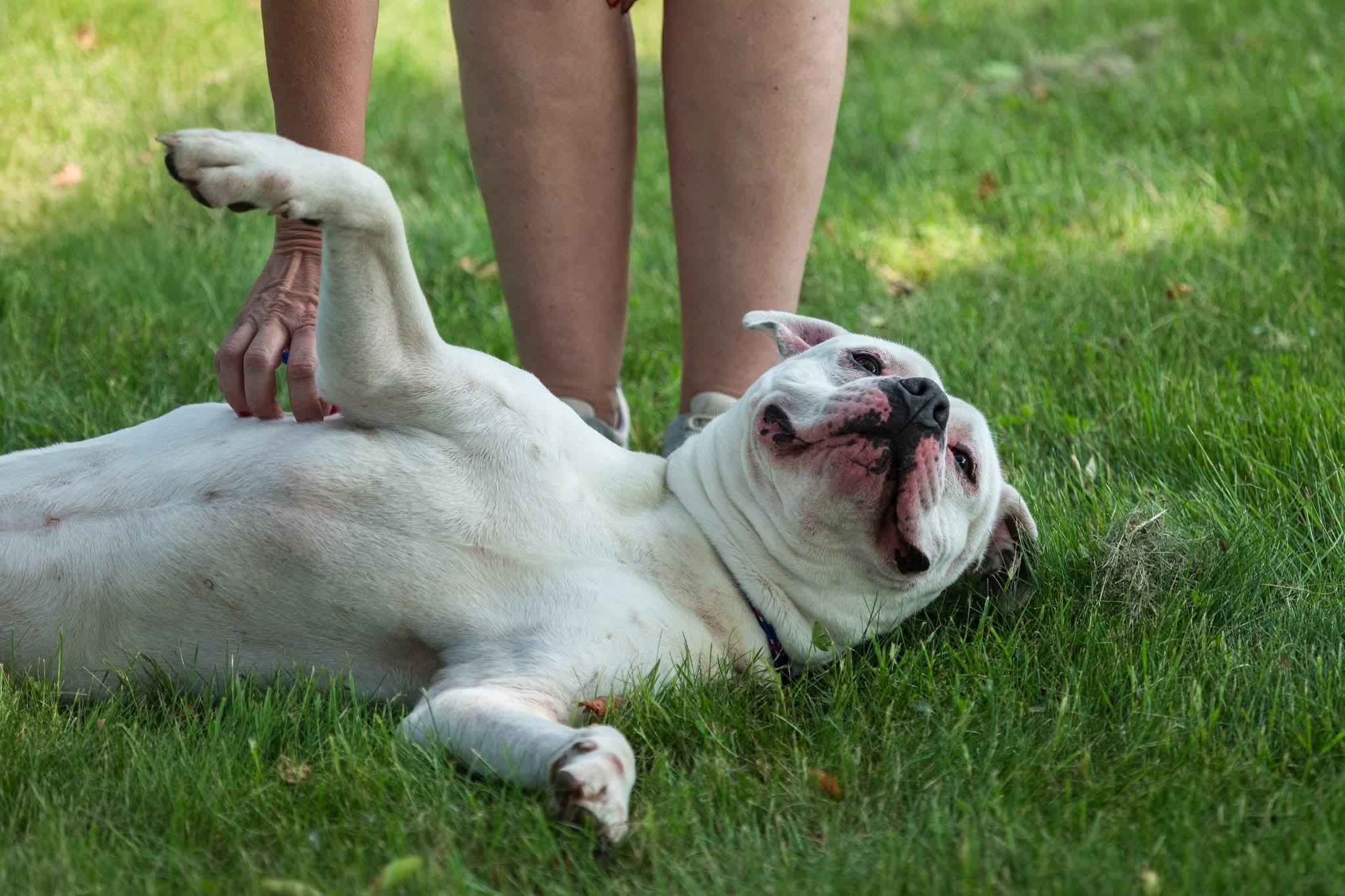 Enlarge Boone, a Adopted American Bulldog in Bristol, CT image 2/2
