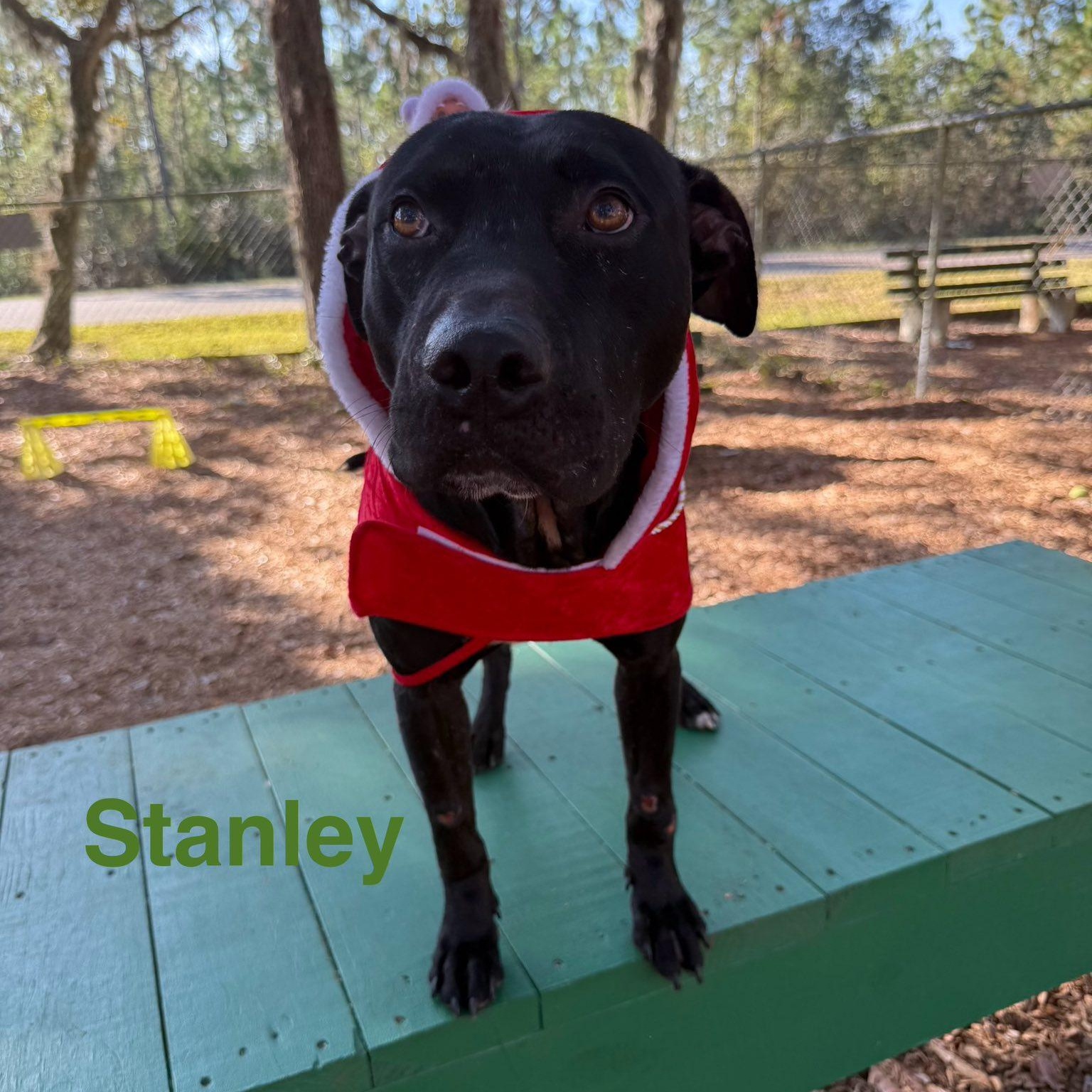 Stanley, adoptable, Adult Male Terrier.