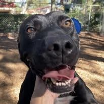 Enlarge Stanley, an adoptable mixed breed in St. Augustine, FL image 2/2