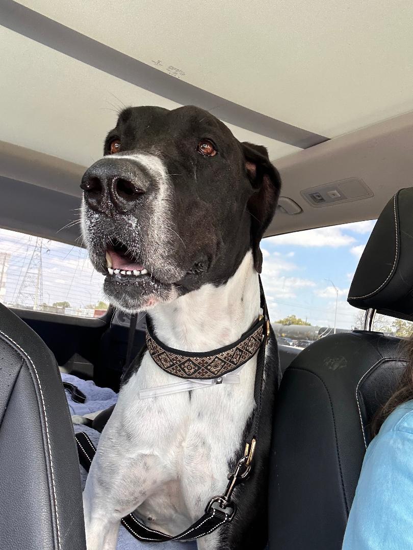 Enlarge Izzy, a ADOPTABLE Great Dane in Houston, TX image 2/6
