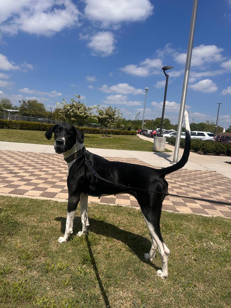 Enlarge Izzy, a ADOPTABLE Great Dane in Houston, TX image 1/6