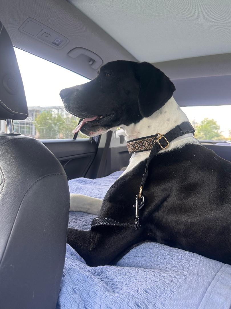 Enlarge Izzy, a ADOPTABLE Great Dane in Houston, TX image 3/6