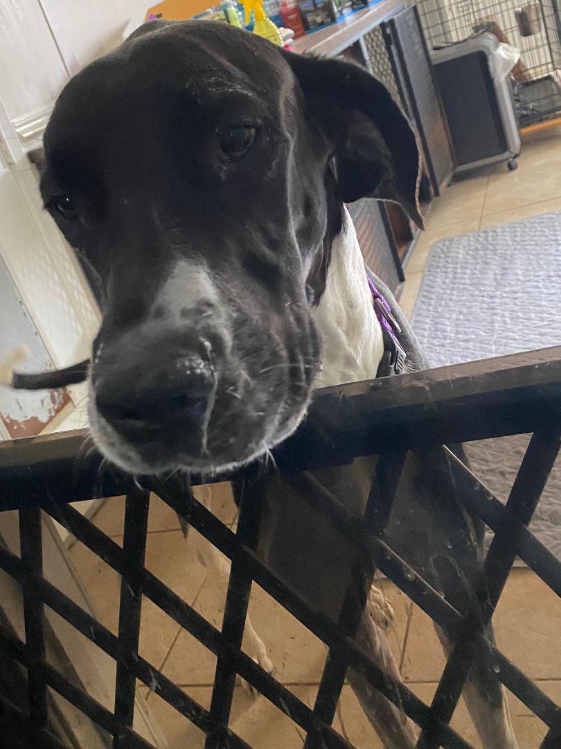 Enlarge Izzy, a ADOPTABLE Great Dane in Houston, TX image 6/6