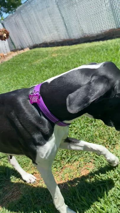 Enlarge Izzy, a ADOPTABLE Great Dane in Houston, TX video 5/6
