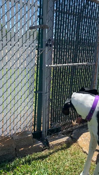 Enlarge Izzy, a ADOPTABLE Great Dane in Houston, TX video 4/6