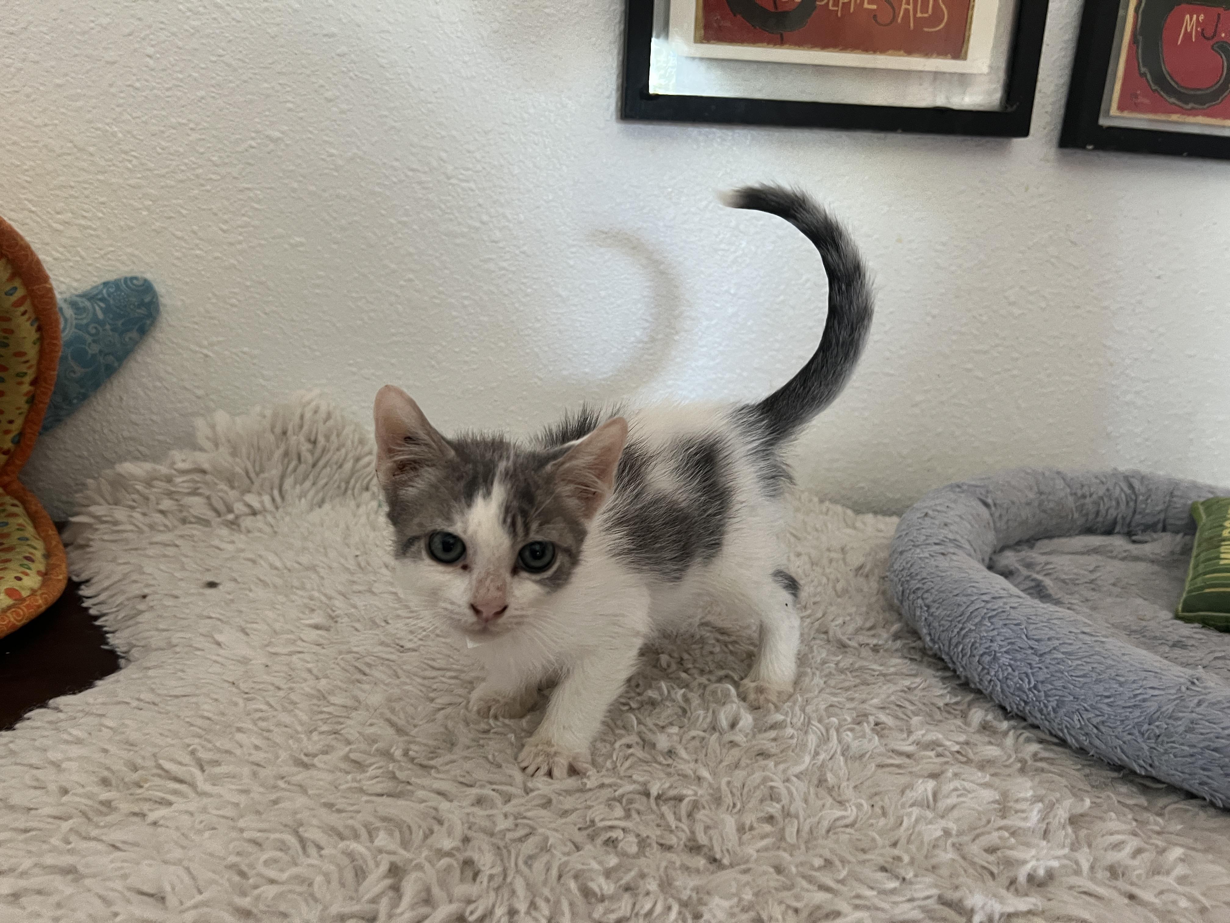 Snuggles (Pre adopt-ready after spay) photo 3